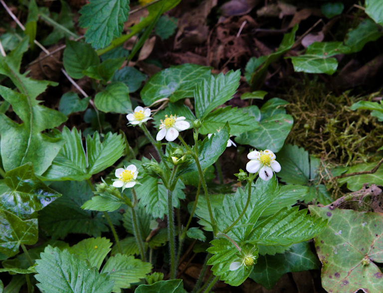 Woodland strawberry