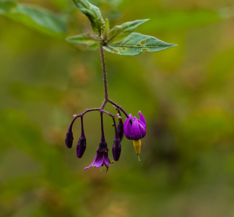 Woody nightshade