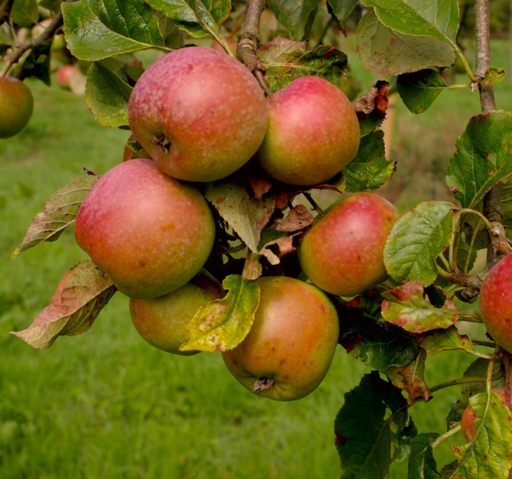 Woolbrook pippin apples on branch