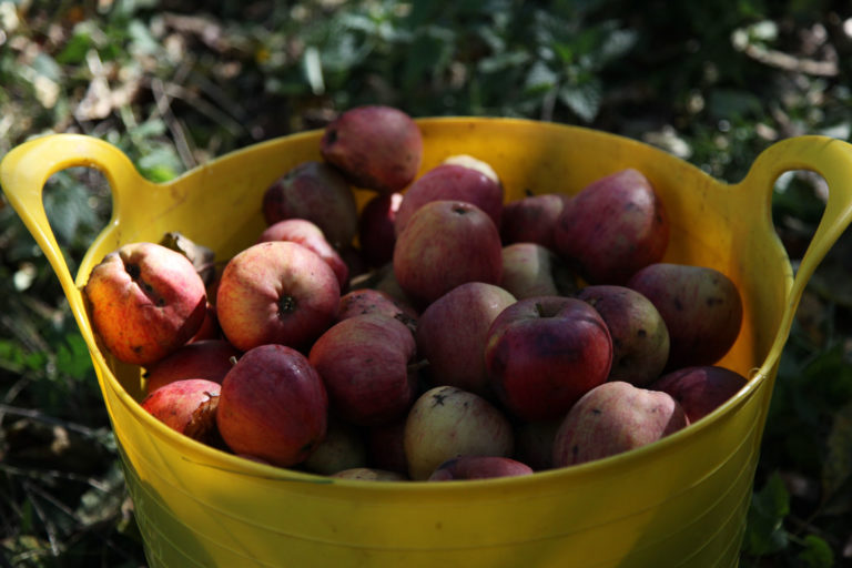 Yarlington Mill apples in bucket