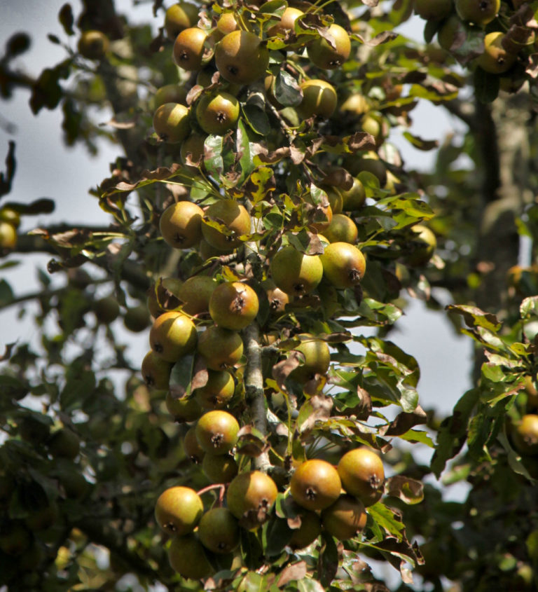 Yellow Huffcap Pears on branch