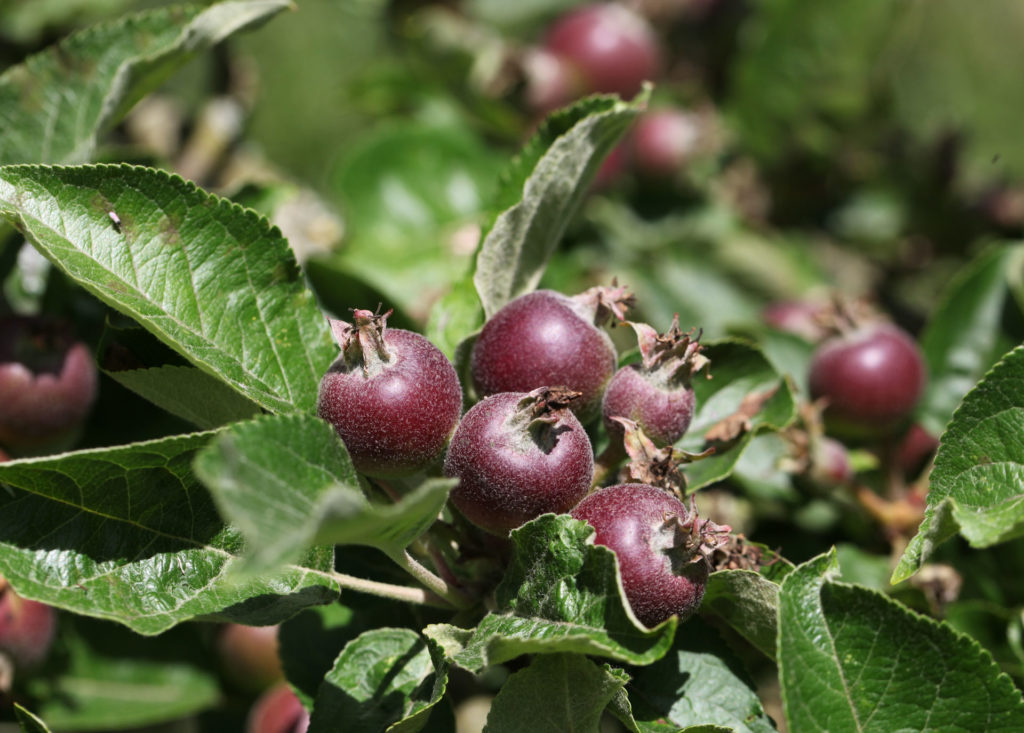 Young applette clusters