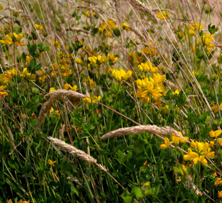 Common bird's-foot-trefoil