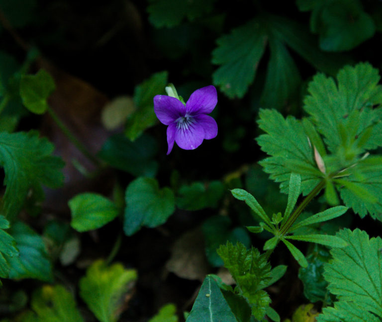 Common dog-violet