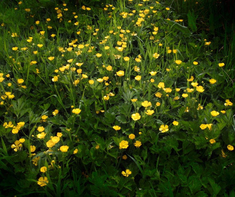 Creeping buttercup