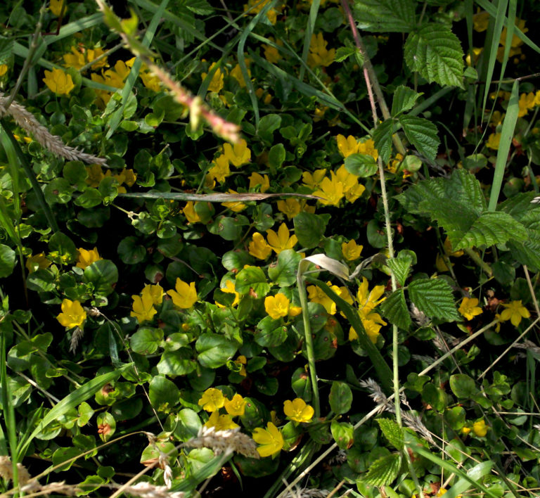 Creeping jenny