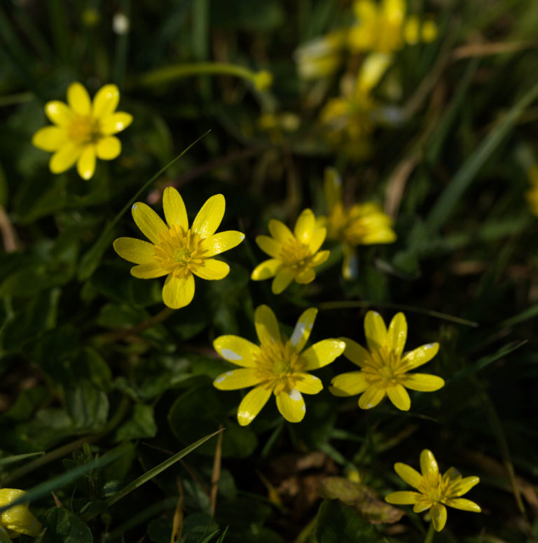 Lesser celandine