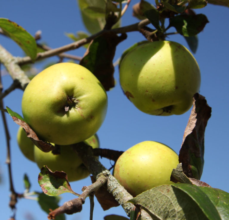 Morgans Sweet apples on tree