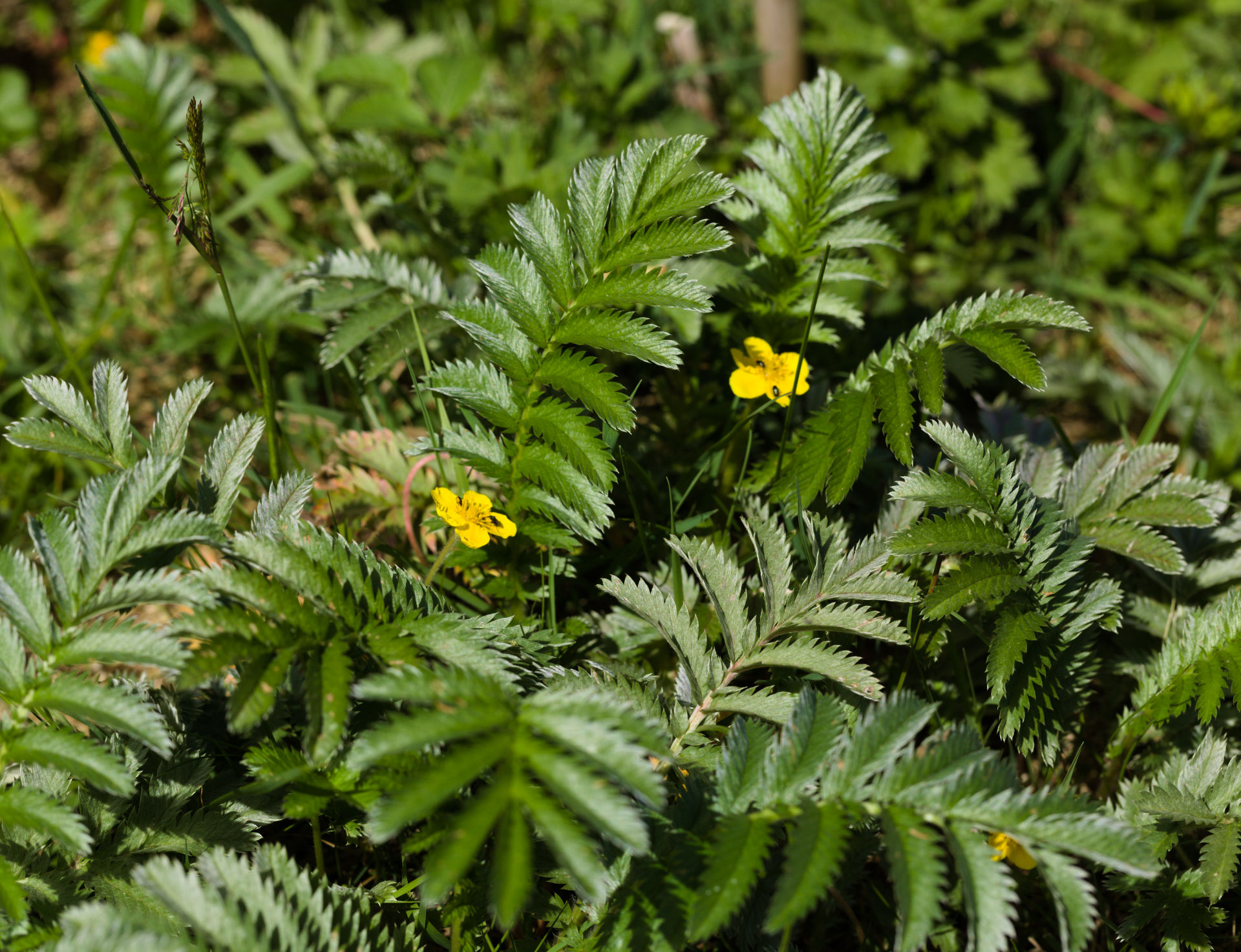 Silverweed