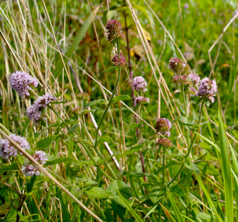 Water mint