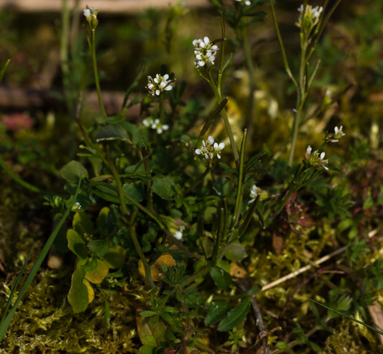 Wavy bitter-cress