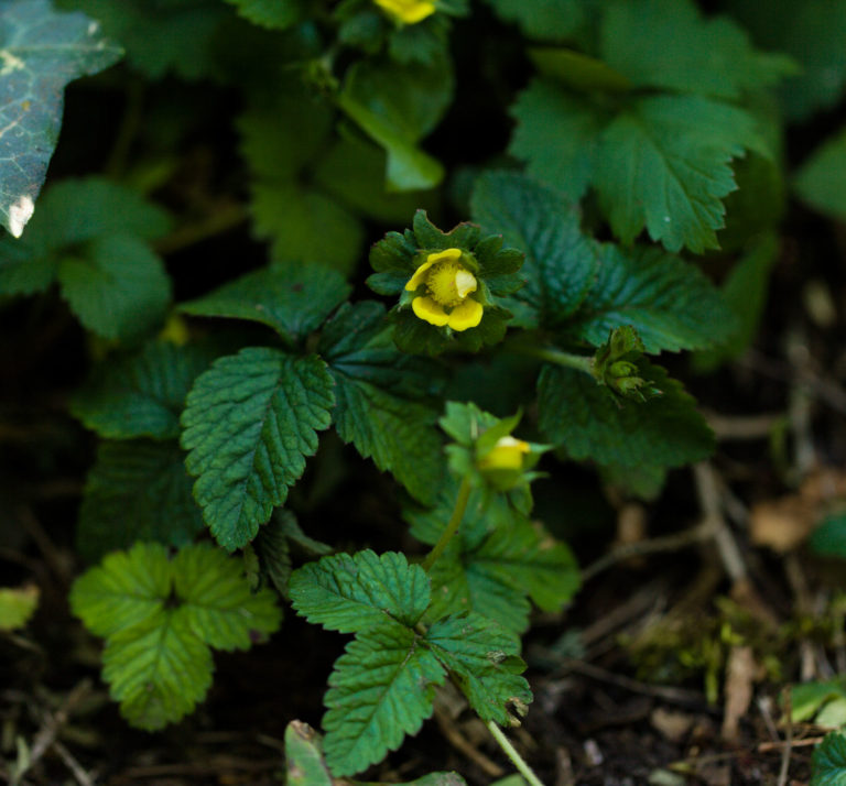 Mock strawberry