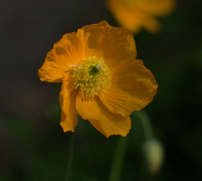 Welsh poppy