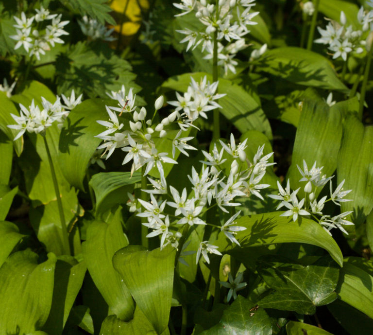 Wild garlic